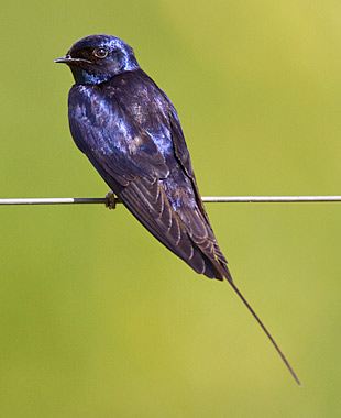 【中文名称】蓝燕【拉丁学名】Hirundo atrocaerulea【命名时间】Sundevall, 1850【英文名称】Blue Swallow【科属分类】脊索动物门、鸟纲、雀形目、燕科 分布于非洲中南部地区，包括阿拉伯半岛的南部、撒哈拉沙漠（北回归线）以南的整个非洲大陆。保护级别：列入《世界自然保护联盟》（IUCN）ver 3.1：2009年鸟类红色名录——易危（VU）。