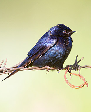 【中文名称】蓝燕【拉丁学名】Hirundo atrocaerulea【命名时间】Sundevall, 1850【英文名称】Blue Swallow【科属分类】脊索动物门、鸟纲、雀形目、燕科 分布于非洲中南部地区，包括阿拉伯半岛的南部、撒哈拉沙漠（北回归线）以南的整个非洲大陆。保护级别：列入《世界自然保护联盟》（IUCN）ver 3.1：2009年鸟类红色名录——易危（VU）。