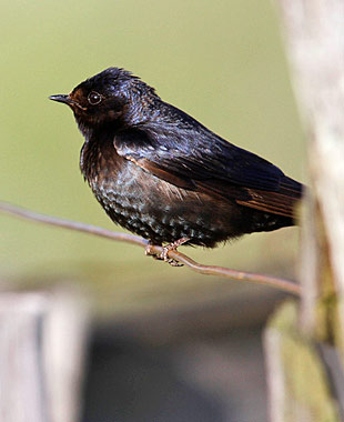 【中文名称】蓝燕【拉丁学名】Hirundo atrocaerulea【命名时间】Sundevall, 1850【英文名称】Blue Swallow【科属分类】脊索动物门、鸟纲、雀形目、燕科 分布于非洲中南部地区，包括阿拉伯半岛的南部、撒哈拉沙漠（北回归线）以南的整个非洲大陆。保护级别：列入《世界自然保护联盟》（IUCN）ver 3.1：2009年鸟类红色名录——易危（VU）。