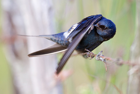 【中文名称】蓝燕【拉丁学名】Hirundo atrocaerulea【命名时间】Sundevall, 1850【英文名称】Blue Swallow【科属分类】脊索动物门、鸟纲、雀形目、燕科 分布于非洲中南部地区，包括阿拉伯半岛的南部、撒哈拉沙漠（北回归线）以南的整个非洲大陆。保护级别：列入《世界自然保护联盟》（IUCN）ver 3.1：2009年鸟类红色名录——易危（VU）。