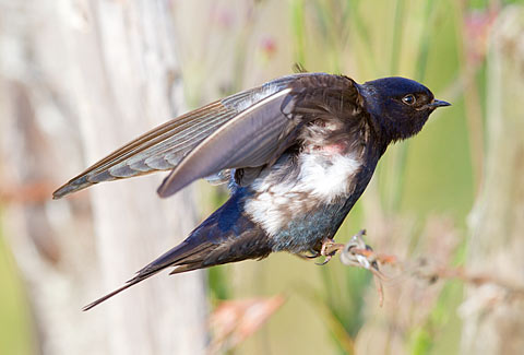 【中文名称】蓝燕【拉丁学名】Hirundo atrocaerulea【命名时间】Sundevall, 1850【英文名称】Blue Swallow【科属分类】脊索动物门、鸟纲、雀形目、燕科 分布于非洲中南部地区，包括阿拉伯半岛的南部、撒哈拉沙漠（北回归线）以南的整个非洲大陆。保护级别：列入《世界自然保护联盟》（IUCN）ver 3.1：2009年鸟类红色名录——易危（VU）。