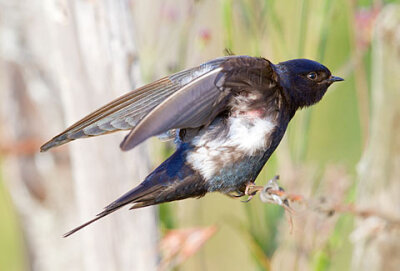 【中文名称】蓝燕【拉丁学名】Hirundo atrocaerulea【命名时间】Sundevall, 1850【英文名称】Blue Swallow【科属分类】脊索动物门、鸟纲、雀形目、燕科 分布于非洲中南部地区，包括阿拉伯半岛的南部、撒哈拉沙漠（北…