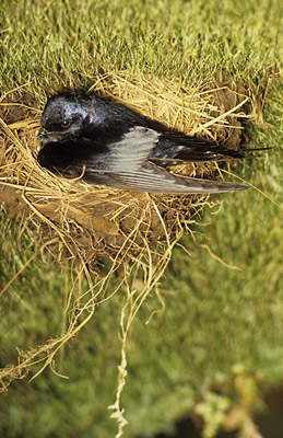 【中文名称】蓝燕【拉丁学名】Hirundo atrocaerulea【命名时间】Sundevall, 1850【英文名称】Blue Swallow【科属分类】脊索动物门、鸟纲、雀形目、燕科 分布于非洲中南部地区，包括阿拉伯半岛的南部、撒哈拉沙漠（北回归线）以南的整个非洲大陆。保护级别：列入《世界自然保护联盟》（IUCN）ver 3.1：2009年鸟类红色名录——易危（VU）。