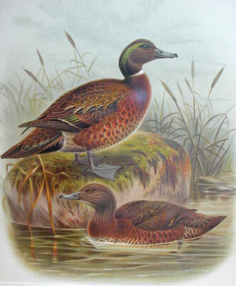 Auckland Island Teal (Vulnerable)