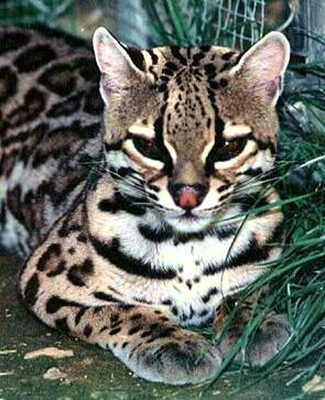 得克萨斯州豹猫（濒危）Texas Ocelot (Endangered)