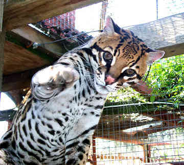 得克萨斯州豹猫（濒危）Texas Ocelot (Endangered)