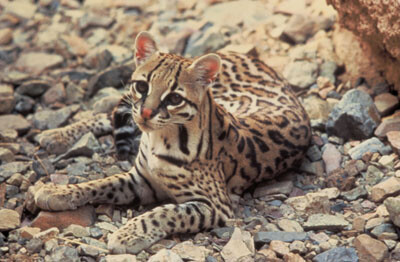 得克萨斯州豹猫（濒危）Texas Ocelot (Endangered)