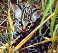 得克萨斯州豹猫（濒危）Texas Ocelot (Endangered)