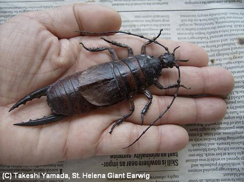 St. Helena Earwig (Critically Endangered)圣赫勒拿岛蜈蚣 极度濒危