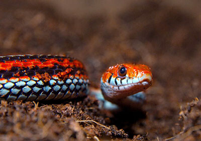 San Francisco garter snake (Endangered) 旧金山束带蛇 濒危