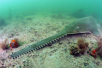 Saw Fish (Critically Endangered) 锯鳐（sawfish ）锯鳐科(Pristidae)锯鳐属(Pristis)几种鳐类的统称。分布于世界热带及亚热带浅水区，底栖，常出入于港湾、河口，有时可上溯江河相当远的 锯鳐距离。已知有些生活…