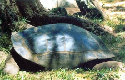 Arnold's Giant Tortoise (Extinct From the Wild) 阿诺德的巨型陆龟（绝种野生）