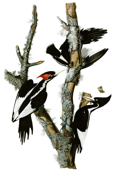 Ivory-Billed Woodpecker (Critically Endangered)象牙喙啄木鸟（极危）