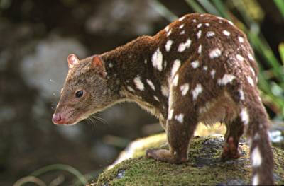 Spotted Tailed Quoll (Vulnerable)斑尾开伦斯 脆弱