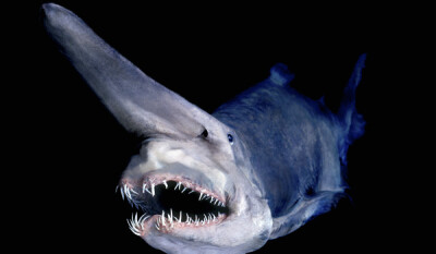 Goblin Shark (Endangered)地精鲨（濒危）