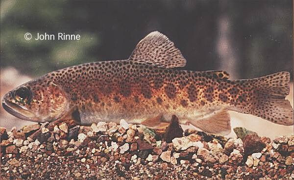 Gila Trout (Endangered)吉拉鳟鱼（濒危）