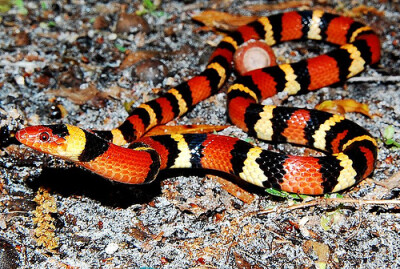 Scarlet King snake (Vulnerable)血色王蛇 脆弱