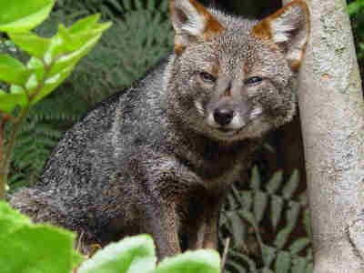 Darwin's Fox (Critically Endangered) 达尔文的狐狸（极危）