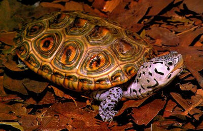 钻纹龟（脆弱）Diamondback Terrapin (Vulnerable)