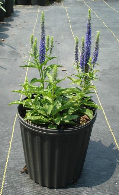 royal candles&nbsp; &nbsp; 玄参科,婆婆纳