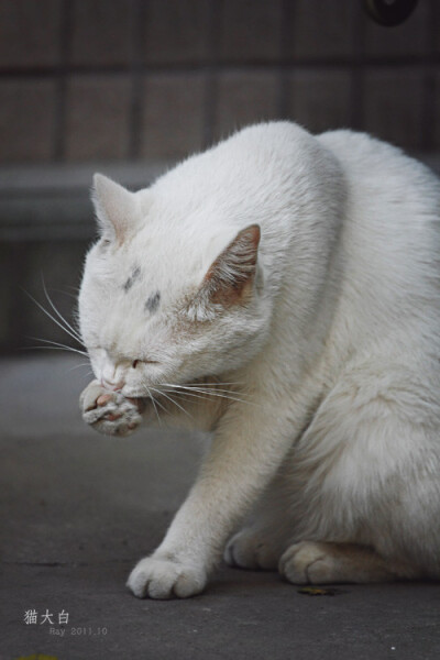 饭后洗洗，猫大白是只爱干净的好猫