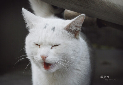 我对它喵喵，它也对我喵喵，下次再来哇