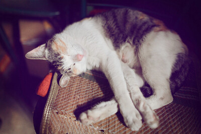 因为夜里跑出去找小喵们，弄得身上脏兮兮的