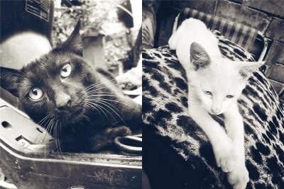 不上相但是绝对威武的小黑 与 爱撒娇卖萌总是处于饥饿状态的小白