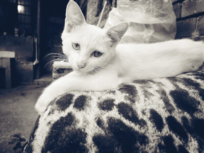 小白是双眼不同色的名血统（啥？黑白的看不出来？好吧。。）