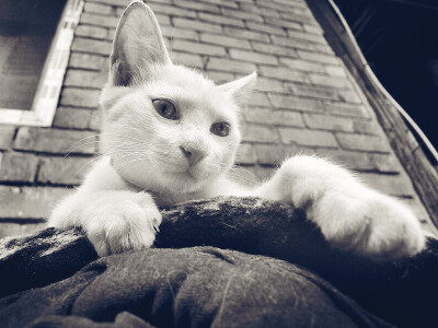 哼，即使是撒娇卖萌也不减贵族气质