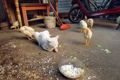 身处鸡群，泰然自若