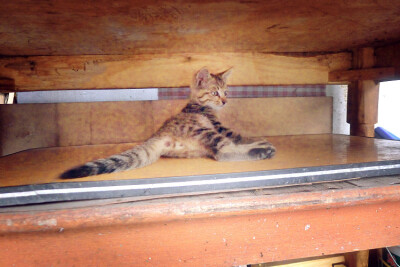 这是一只很美貌的小喵有木有！