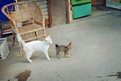 相亲相爱走掉的两只