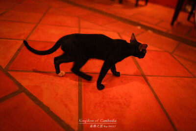 Old Market发现的小黑猫