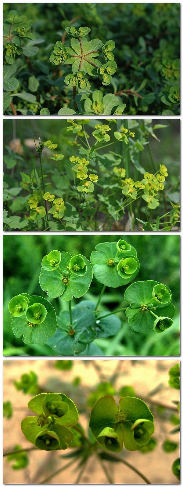  植物/花卉 【百科名片】--猫眼草。猫眼草为大戟科大…