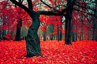 Crimson Forest, Poland