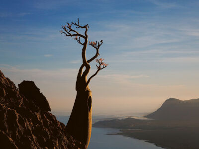 Picture of a desert rose on the cliffs of Socotra