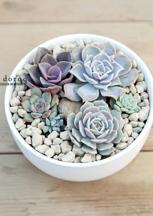 doroq多肉植物馆的拼盘都好美啊！