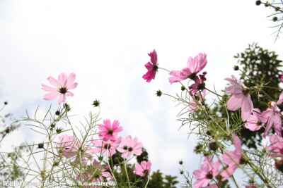 回到从前的波斯菊