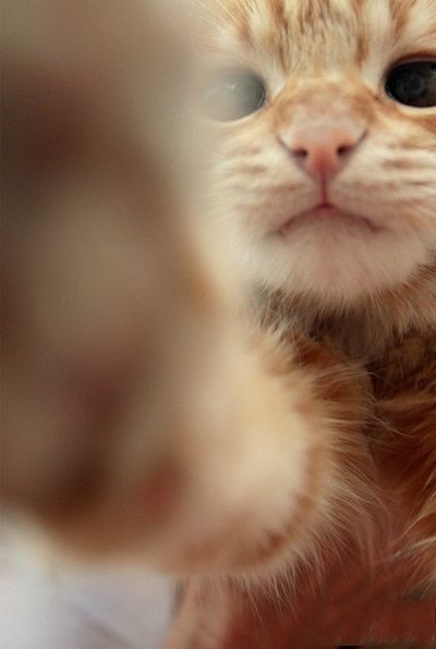 主人，你又***家了