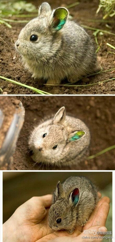 兔子 绝种兔子