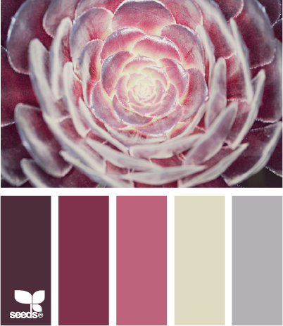 succulent hue