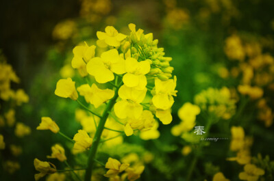 油菜花