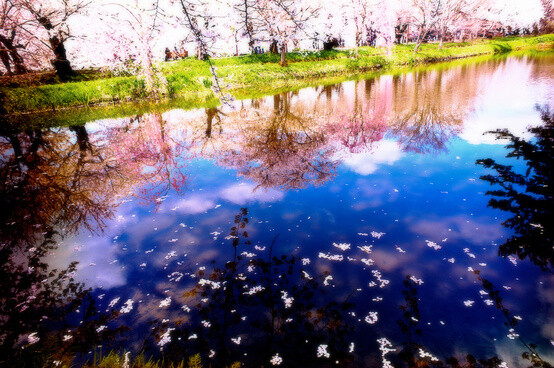 樱花流水 弘前市，青森县，日本