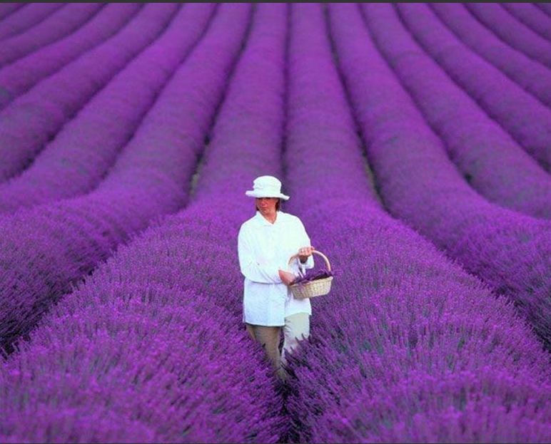 法国普罗旺斯的薰衣草田