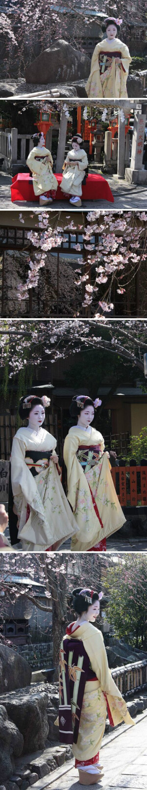 京都祇园白川，舞妓与樱花。摄影by ひまわり