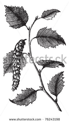 Betula papyrifera also known as Paper Birch tree leaves vintage engraving. Old engraved illustration of Paper Birch, leaves isolated on a white background.