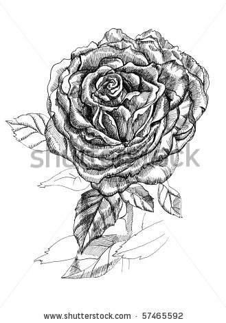 stock photo : Rose. Black and white. Ink.