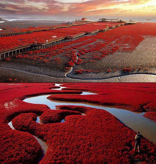 Red Beach - Panjin, China.