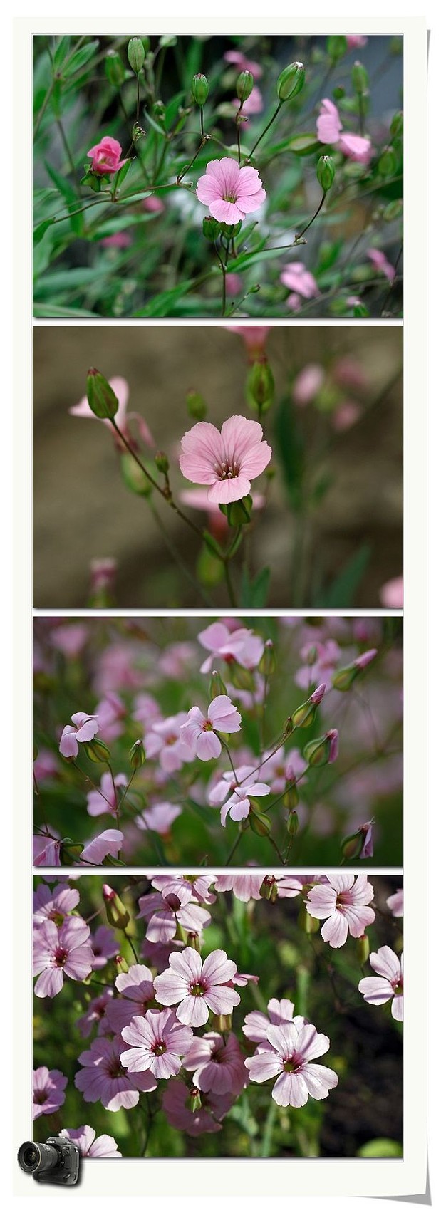 王不留行。别名王不留、麦蓝菜。为石竹科植物麦蓝菜的干燥种子，具有活血通经，消肿止痛，催生下乳的功能。主治月经不调，乳汁缺乏，难产，痈肿疔毒等症，是临床常用下乳的重要药。主产于河北、山东、辽宁、黑龙江等地，以河北省产量最大。在陕西省低山、麦田内或农田附近生长，为常见的杂草。